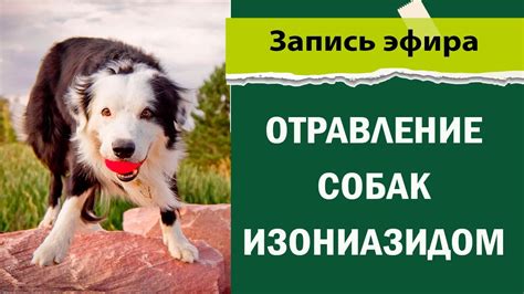 Как спасти собаку: неотложные действия