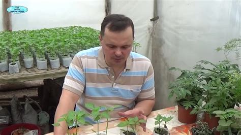 Как устранить проблемы в выращивании