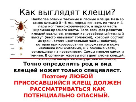 Клещи и их передача болезней