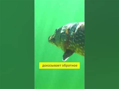 Клюет ли на живца