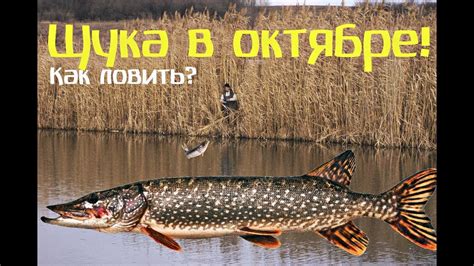 Когда и где поймать щуку в полнолуние в октябре