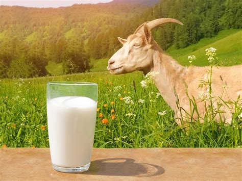 Козье молоко как лечебный продукт