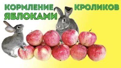 Кормление кроликов грушами и яблоками: