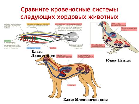 Кровеносные системы клеща и мышей