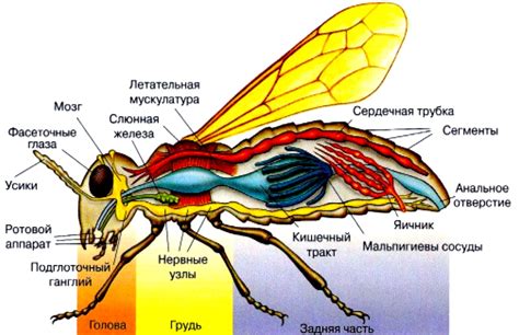 Крылья насекомых: структура и функции