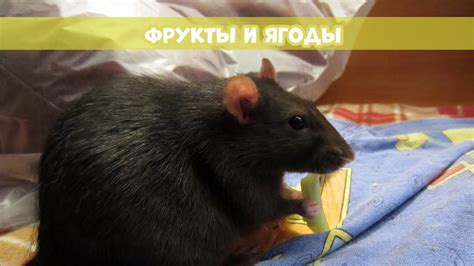 Крысам давать пространство