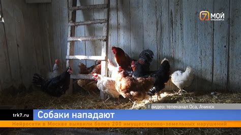 Курятник и его проблемы
