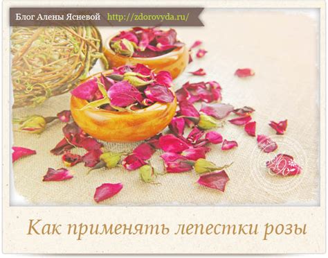 Лепестки роз для морских свинок: полезные свойства