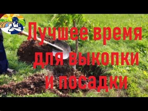 Лучшее время для выкопки анемонов