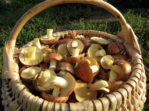 Маслята и их хранение