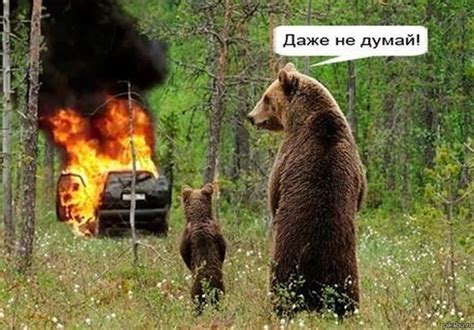 Медведь и машина: безопасность в лесу