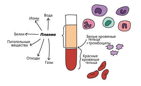 Медицинские аспекты сдачи крови после причастия
