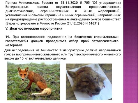 Меры по лечению щенка при подозрении на бешенство