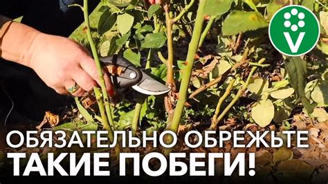 Меры предосторожности при обрезке розы