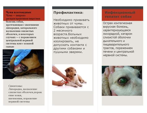 Меры профилактики и лечения простуды у домашних животных