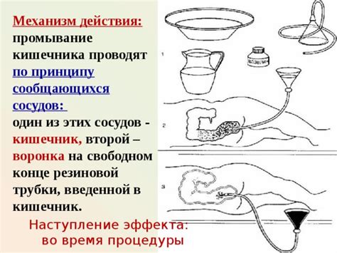 Механизмы действия морской воды на кишечник