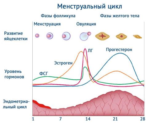 Механизмы овуляции