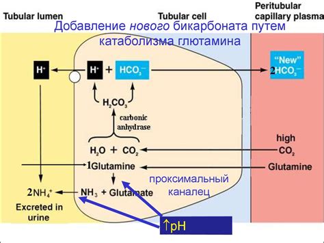 Механизмы регуляции кислотности желудка