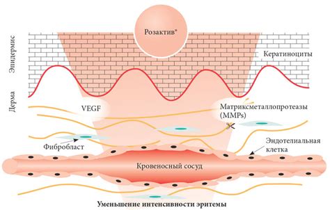 Механизм действия депиляционного крема