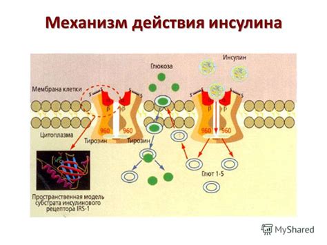 Механизм действия осиновой коры на сахарный диабет