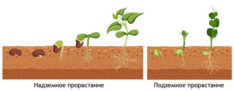 Механизм действия углекислого газа на прорастание семян