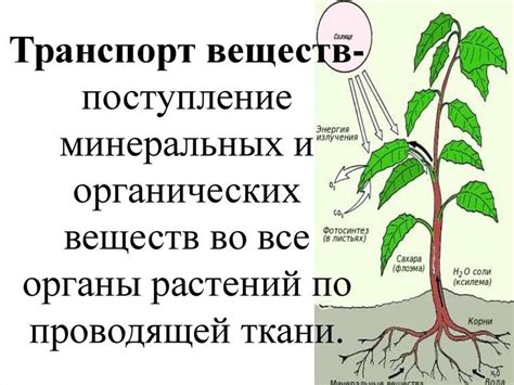 Механизм превращения органических веществ в минеральные