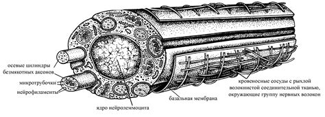 Миелиновая оболочка и безмякотное нервное волокно