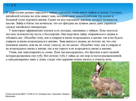 Мифы и легенды о мясе лебедя и его свойствах