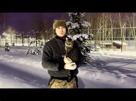 Мифы и правда о держании волка дома как домашнего питомца