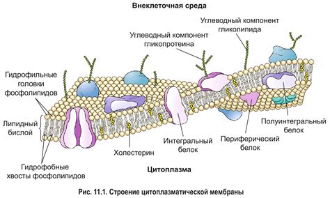 Мифы и правда о наблюдении плазмалеммы в световом микроскопе