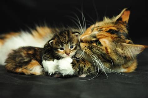 Мифы и факты о кошках и молоке
