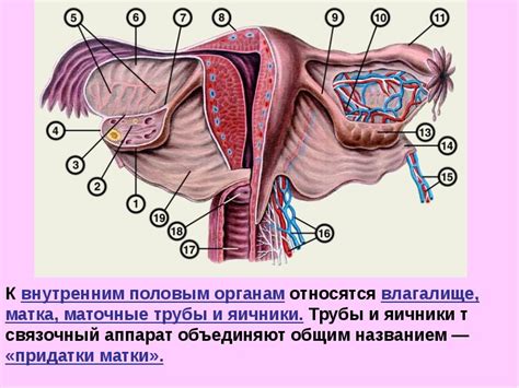 Мифы о влагалище и увлажнении
