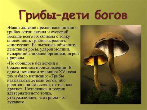 Мифы о грибах как полезном пищевом продукте
