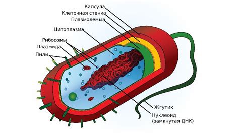 Многообразие бактерий и их внутреннее строение