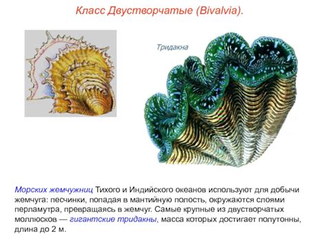 Моллюски - идеальный источник питания для добычи жемчуга