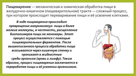 Морская вода и пищеварительный процесс