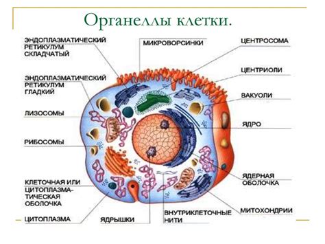 Мускульная структура цепени