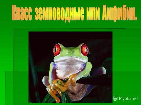 Награды и признания в мире животных
