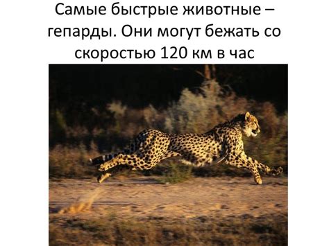 Наземное движение животных