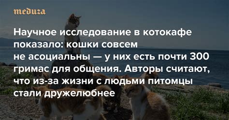 Научное исследование возможности мышления у кошек