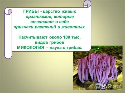 Начальные сведения о грибах