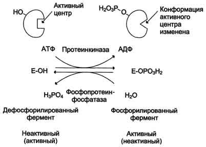 Недостаточная активация ферментов