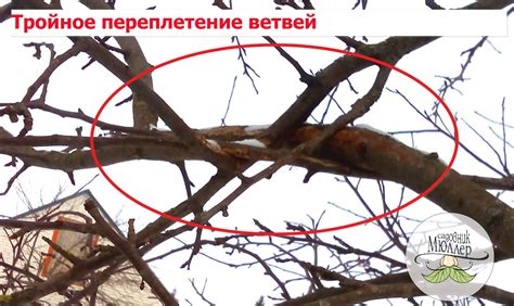 Необходимость обрезки