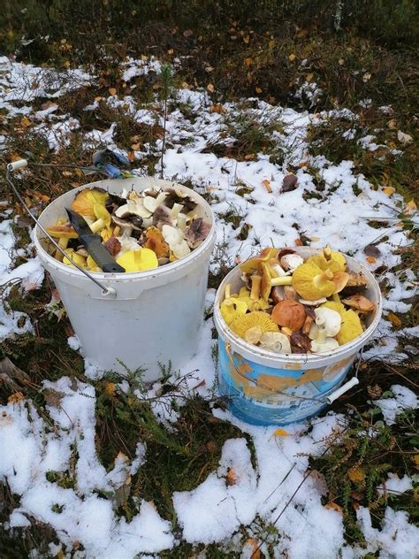 Необходимые документы для декларирования сбора ягод и грибов