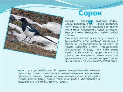 Не только птицы: обладатели крыльев в классе млекопитающих