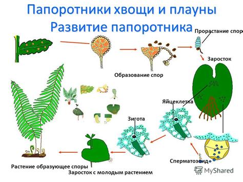 Образование спор в растениях