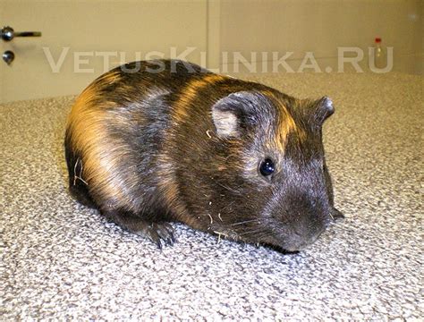 Овсяная каша и профилактика заболеваний у морских свинок