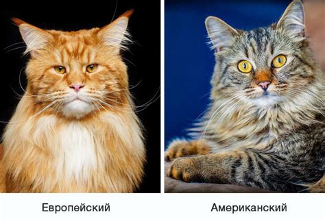 Ограничения на содержание мейн кун на улице