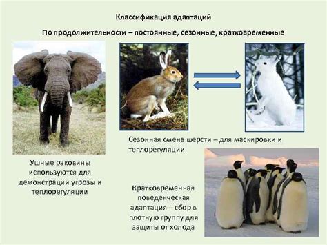 Онтогенетическая смена шерсти