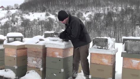 Опасности, которые подстерегают пчел на улице зимой